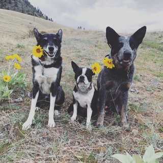 Polite Paws Training And Rehabilitation Center